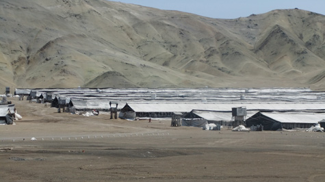 Granja de pollos en Perú