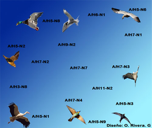 gripe aviar, ruta de migracion de aves en el mundo, el sitio avicola