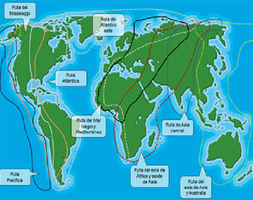 ruta de migracion aviar en el mundo, el sitio avicola,gripe aviar,chris wright