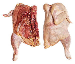 salmonelosis en gallinas, el sitio avicola,  chris wright