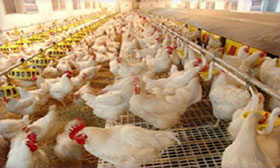 avicultura, guias de manejo, el sitio avicola