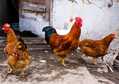 enfermedad en gallinas de traspatio, el sitio avicola