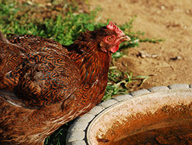enfermedades en gallinas de traspatio