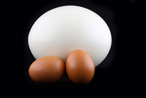 Huevo de avestruz y huevos de gallina