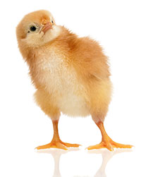  nutricion de pollos y pollitos-el sitio avicola