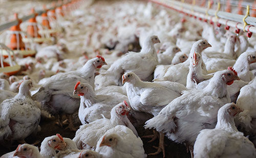 Síndrome de mortalidad por picos en pollos de engorde - parte 1 - El Sitio  Avicola