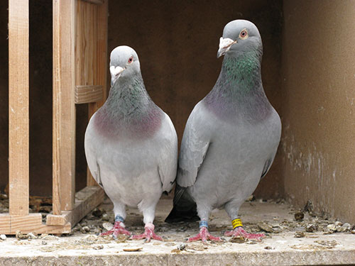 cria y entrenamiento de palomas mensajeras-el sitio avicola