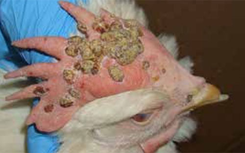 Viruela aviar en ponedoras: un resumen - 1 - El Sitio Avicola