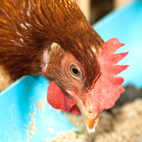 nutricion de gallinas, el sitio avicola