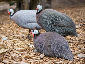  inseminacion de gallinas de Guinea, el sitio avicola