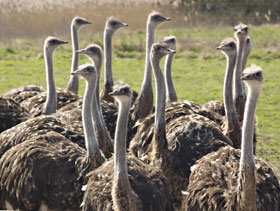  alimentacion de avestruces, el sitio avicola