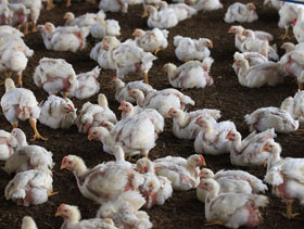 Pollos con E coli resistente a antimicrobianos, El Sitio Avicola