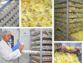 Incubacion de pollos  El Sitio Avicola