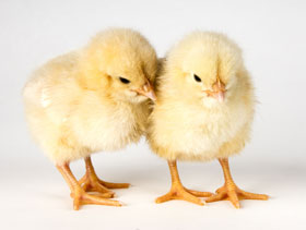 La incubación afecta las piernas de los pollos - El Sitio Avicola