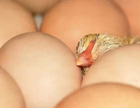  huevos fertiles de pollo, reproductoras, el sitio avicola
