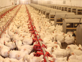 manejo de reproductoras, avicultura, el sitio avicola