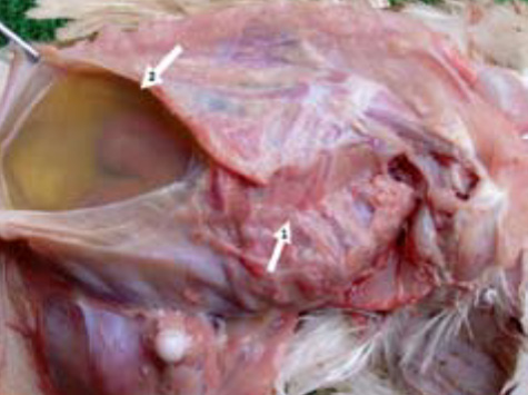 compresión de los órganos del pecho en pollo