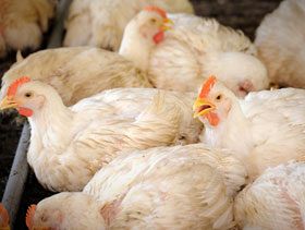 Tyson Foods decide cerrar algunas de sus plantas ante desafíos relacionados con la producción de pollo